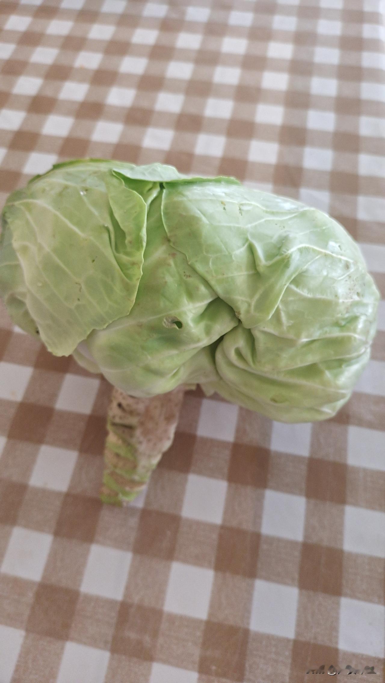 看看庄稼人多“豪横”，这些莲花白都拿来喂鸡了。

今天去买土鸡蛋(1.2元/个)