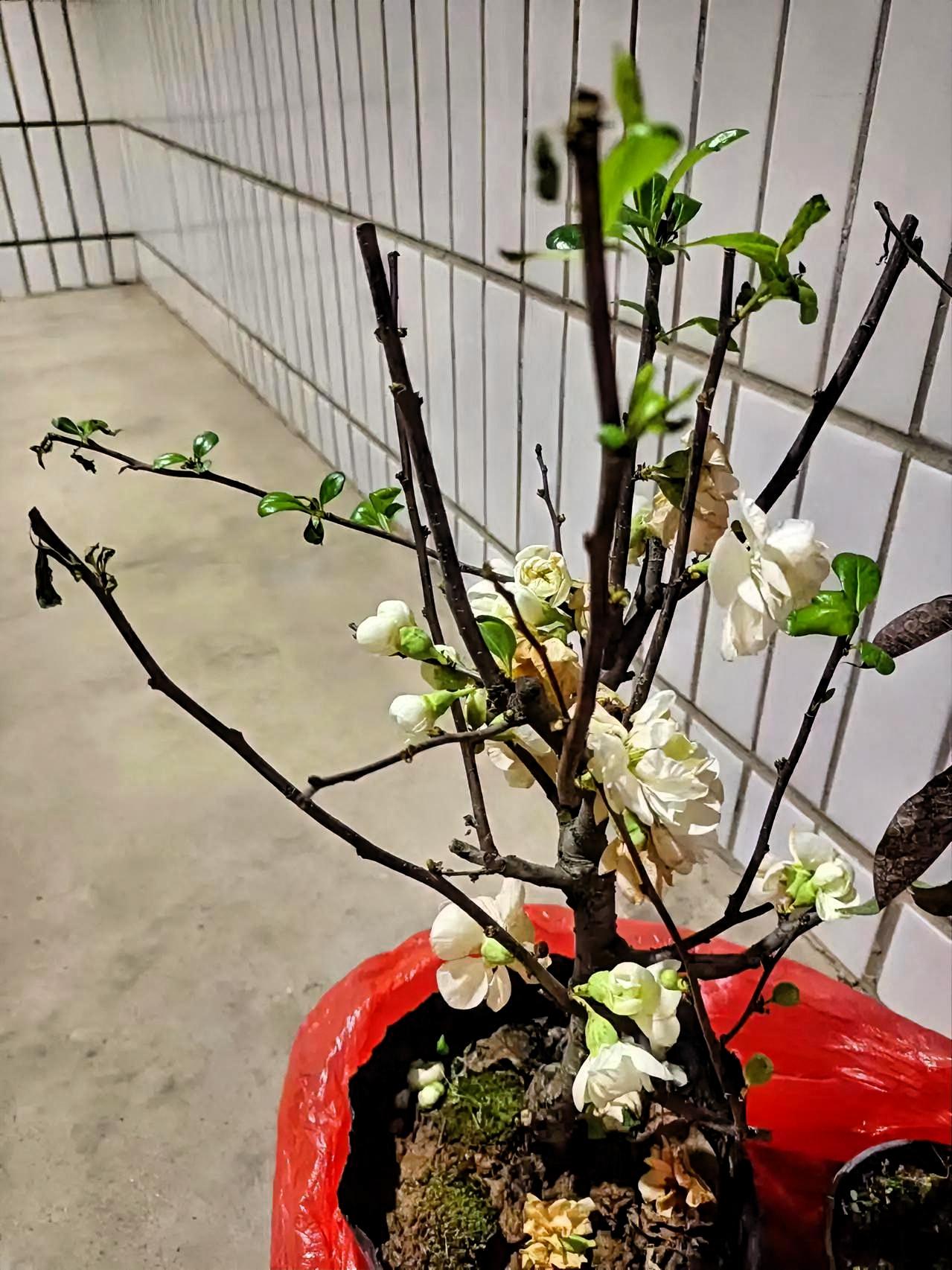 这盆盆栽看着就很有生活气息，深褐的枝桠上，白海棠开得清清爽爽，有的已经舒展了花瓣