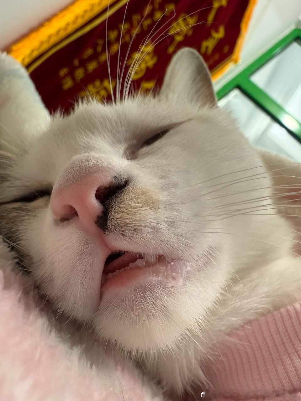 49013【丑猫】端了狼的老巢谢谢儿😈💅🏻 