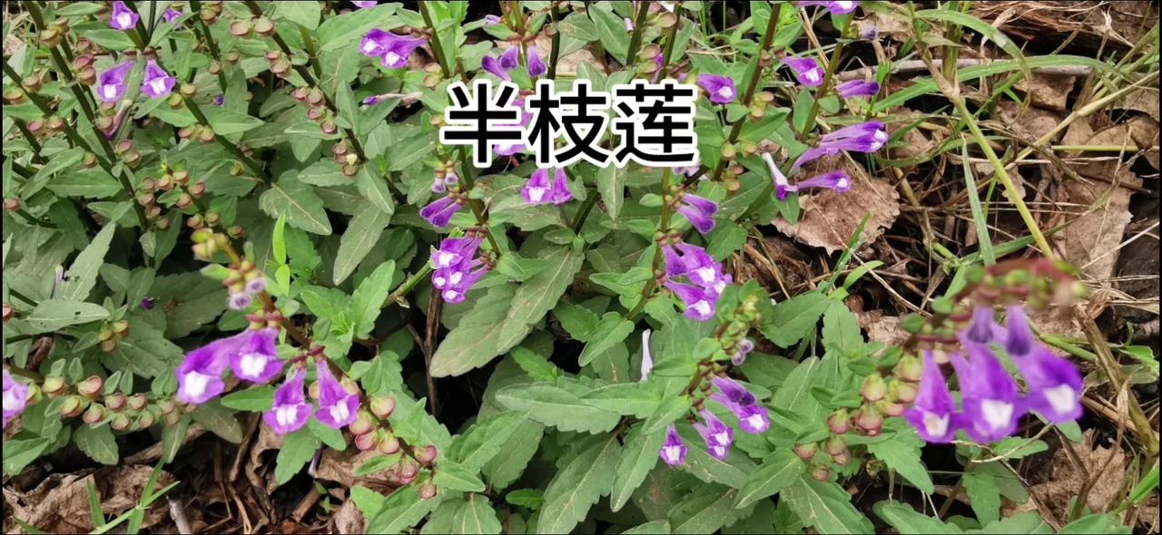 🌿发现一种野生的珍贵药材：半枝莲。在民间流传着这样一句俗话：家有半枝莲，可与蛇