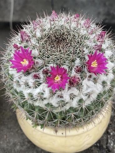 笑岔气了！
孩子爸爸手上扎进了碎木屑，怕疼不敢拨除，让我拿缝衣针给拨出来，我有点