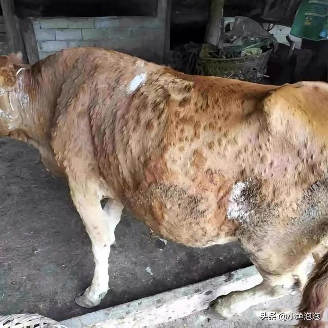 贵州毕节，男子为了牟取暴利，组织20多人到处收购病牛、死牛，随后拖回自己家的屠宰