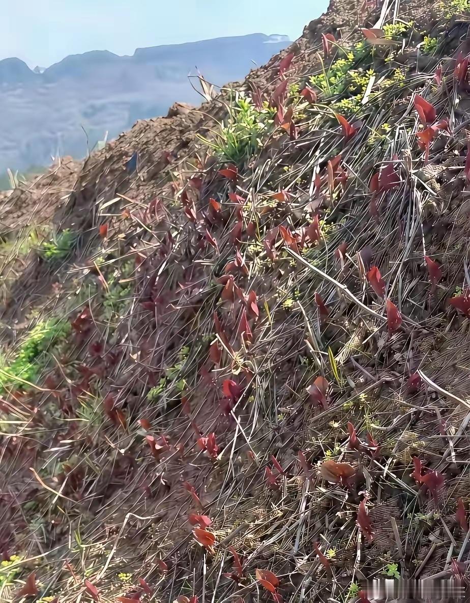 认识这个野货的不多吧 
