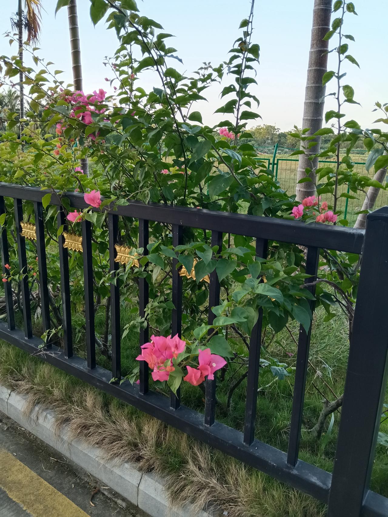 冬日生活打卡季下楼，随手一拍。