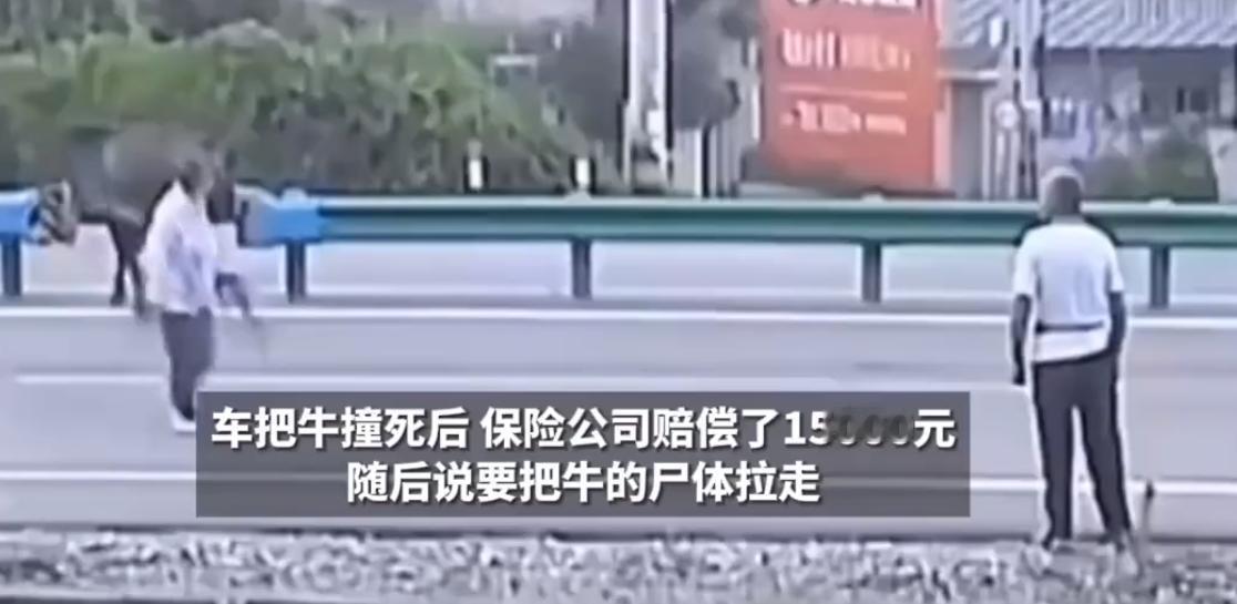 牛该给谁呢？一头牛被车撞死，保险公司赔偿15000元，想要拉走尸体，农户愤怒质问