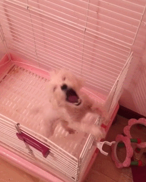 会叫的狗子不会饿肚子 