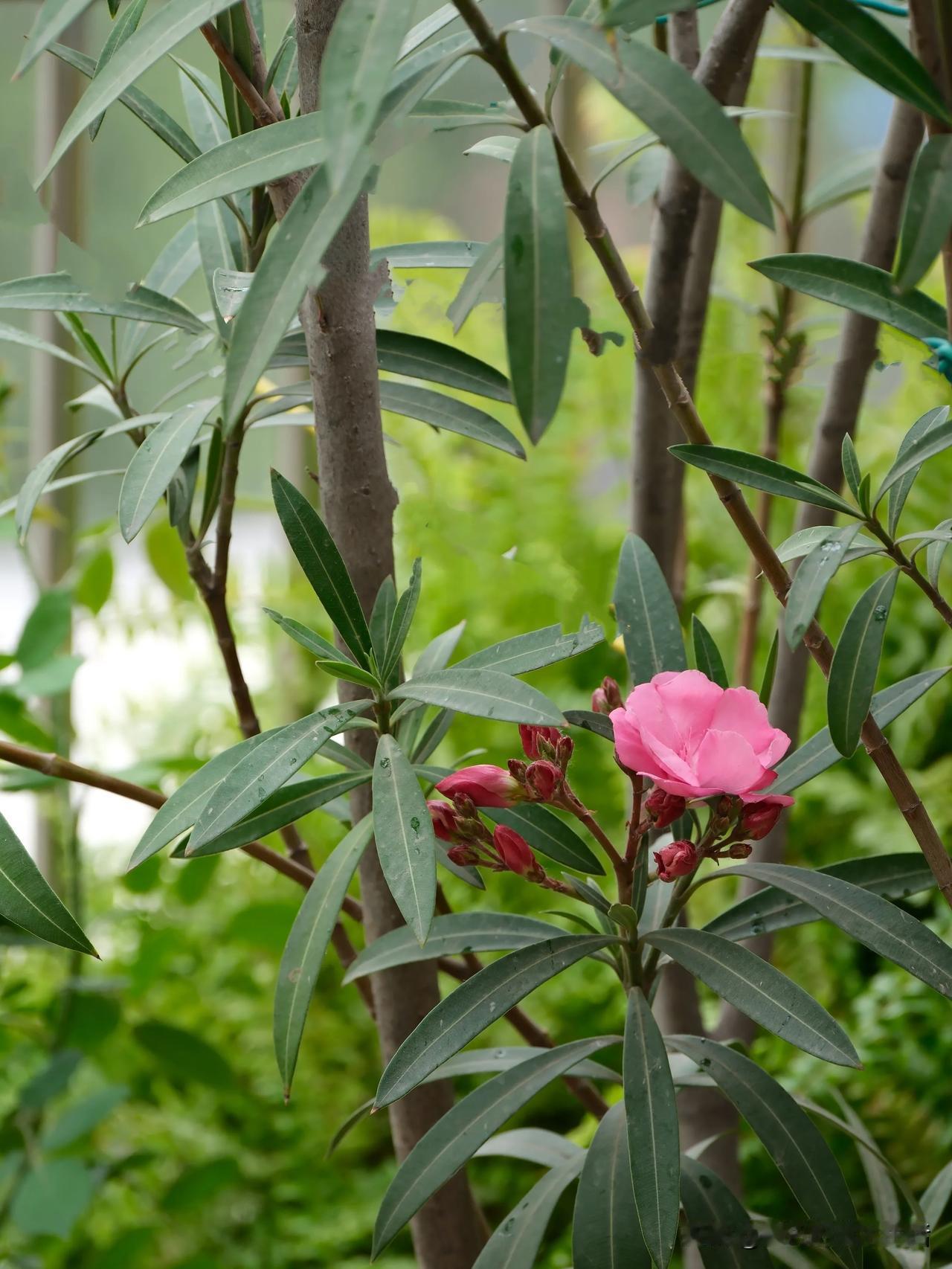 下午的一阵风，几点雨
花草上就开始斑斑点点
拿起喷壶，干活的样子那么认真

爬梯