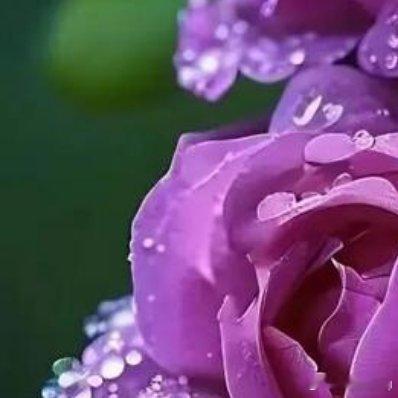 因为绿叶的衬托，娇艳的鲜花💐才美丽 