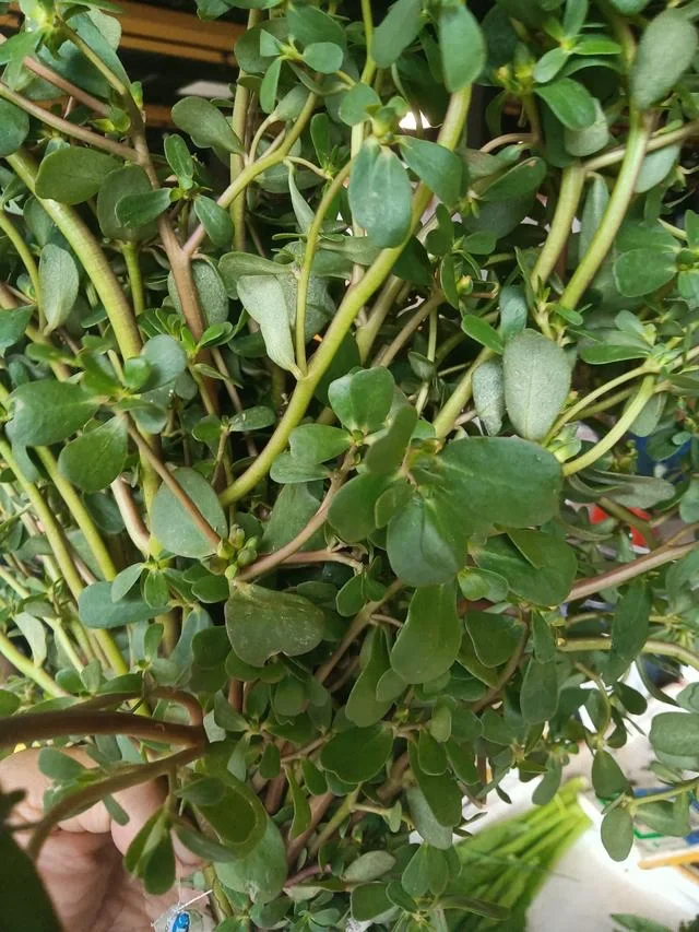 这个夏天去湿热，马齿苋再合适不过～