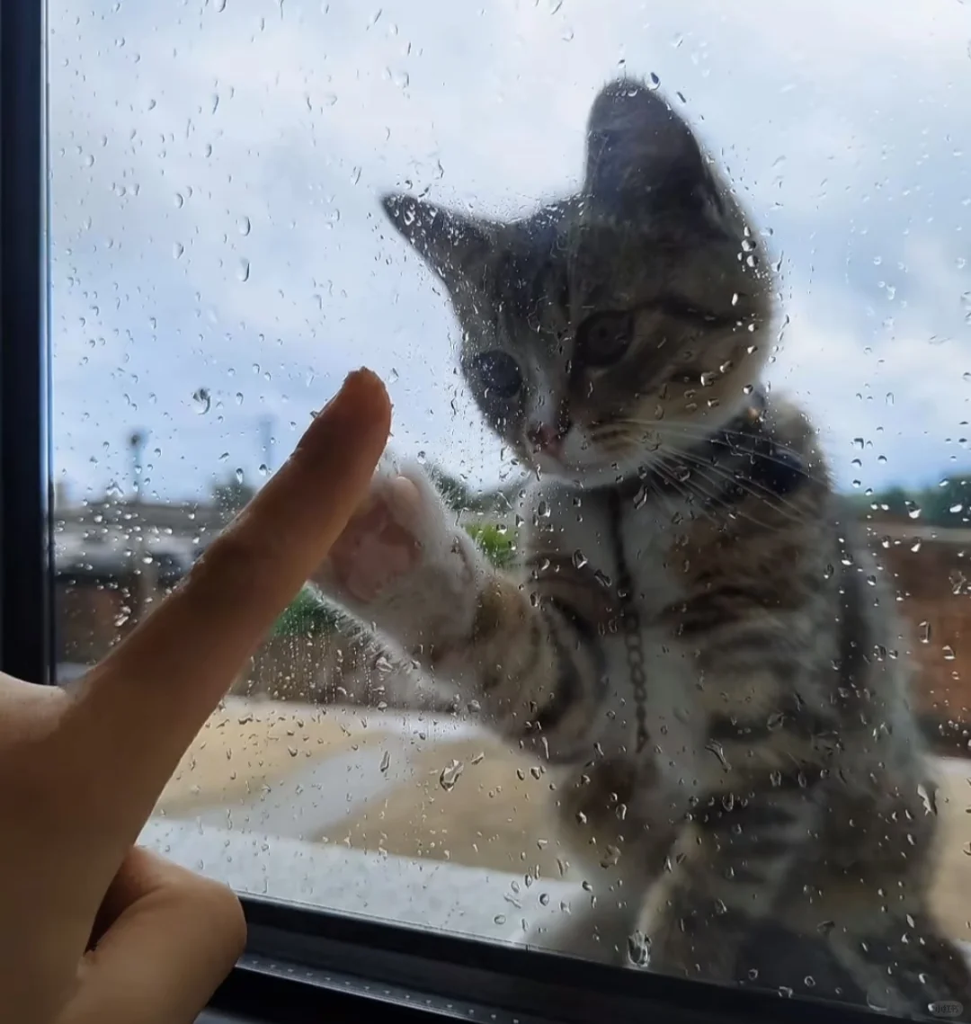 家里人不让养猫怎么办