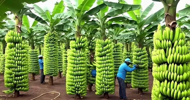 彻底没人惯着了！菲律宾香蕉在中国已经不吃香了。

国内各大超市、水果店的货架上，