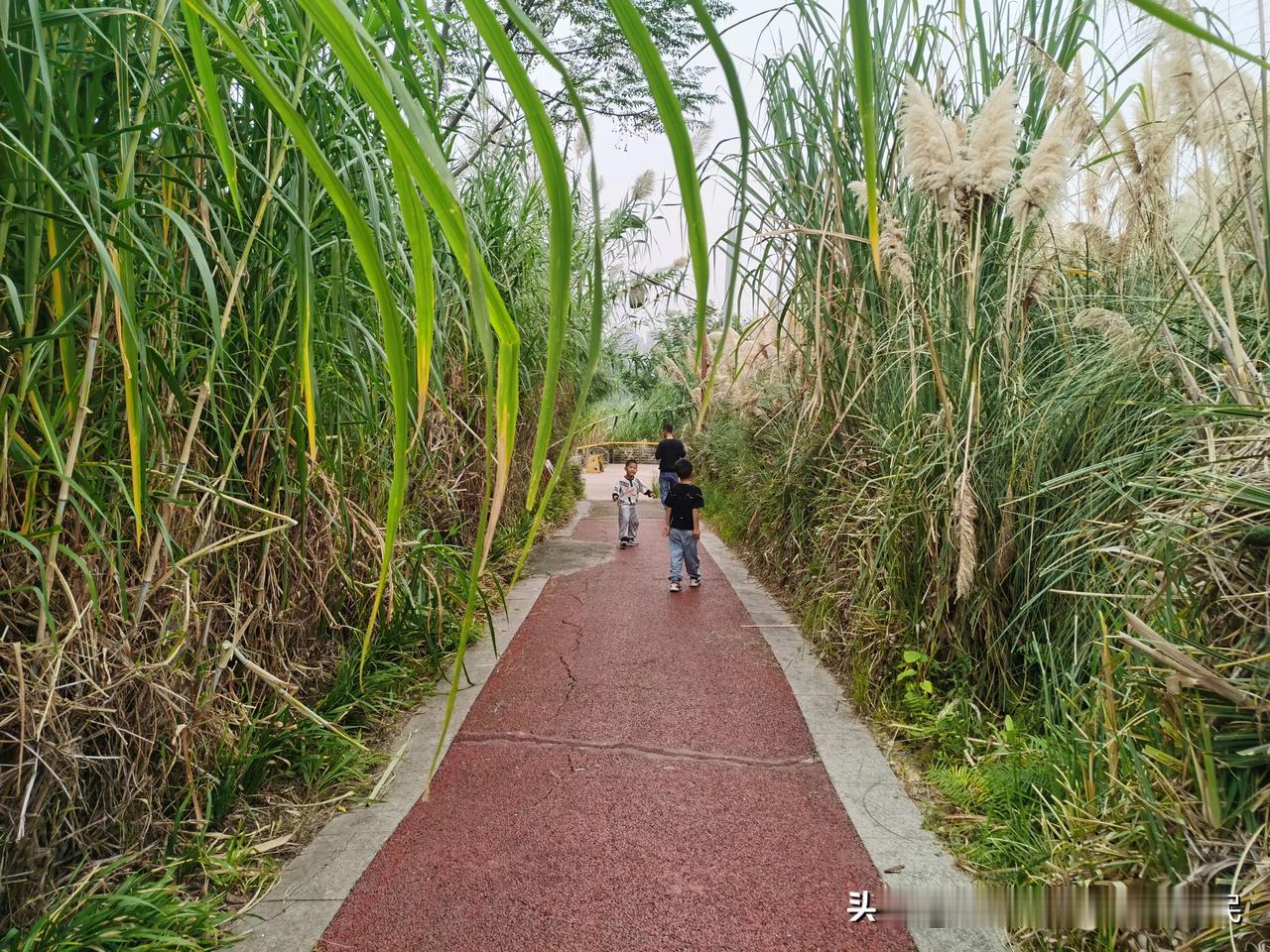 #秋日生活打卡季#
十一返程路过南充市，作为巴蜀重要的区域中心城市，曾是巴中地区