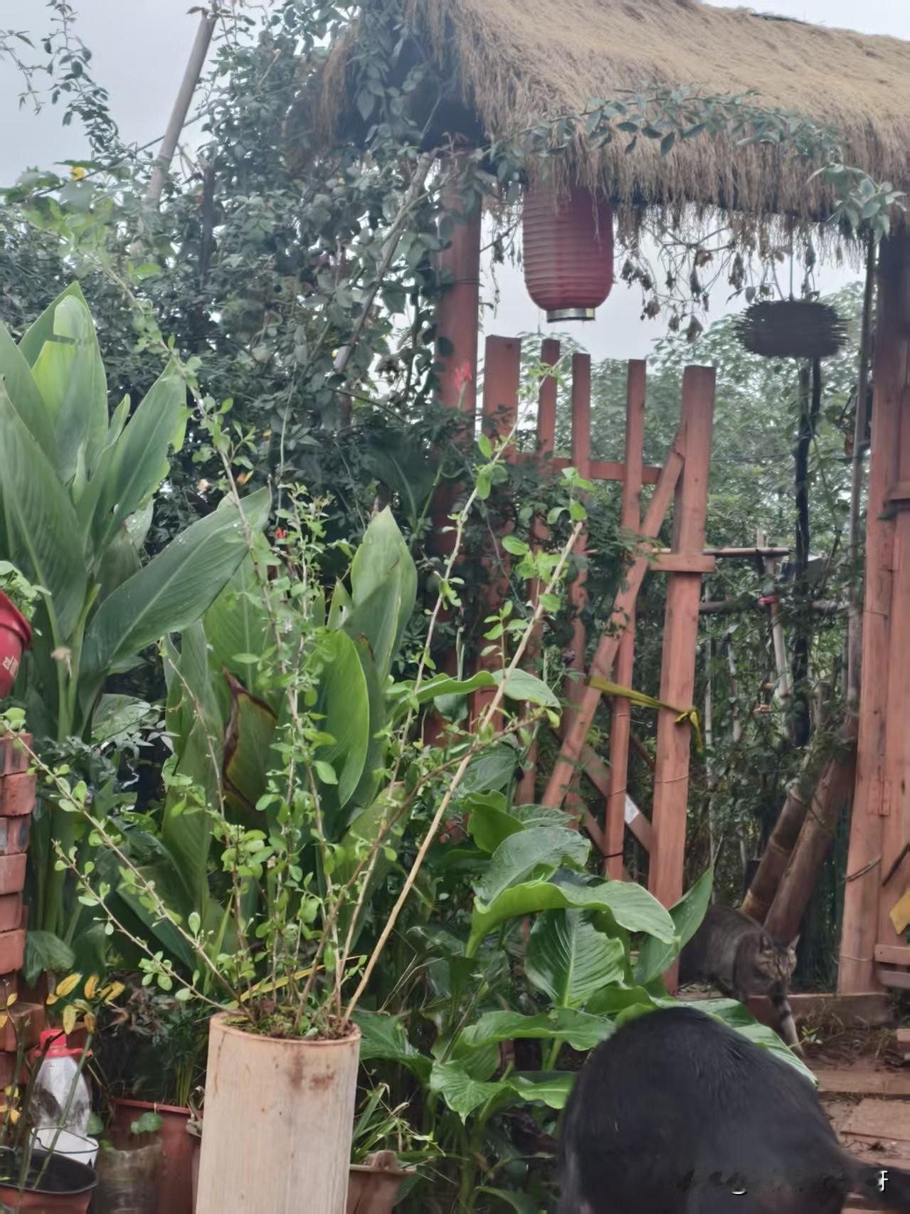 坚持记账还款118900元负债的85天，最近头条没有什么流量，感觉特别的迷茫，不