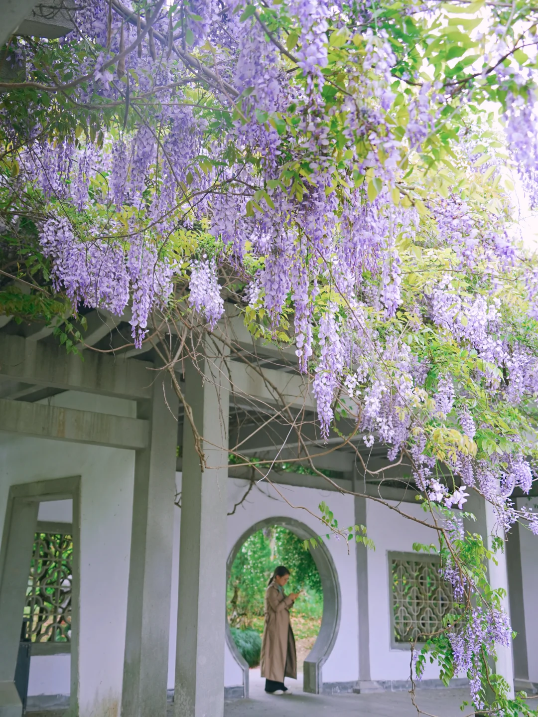 杭州紫藤花天花板💜三个私藏小众秘境