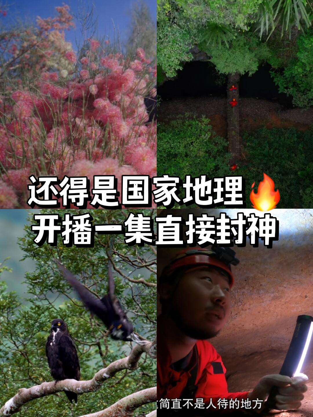 国家地理出品！✅超治愈的自然纪录片🌿