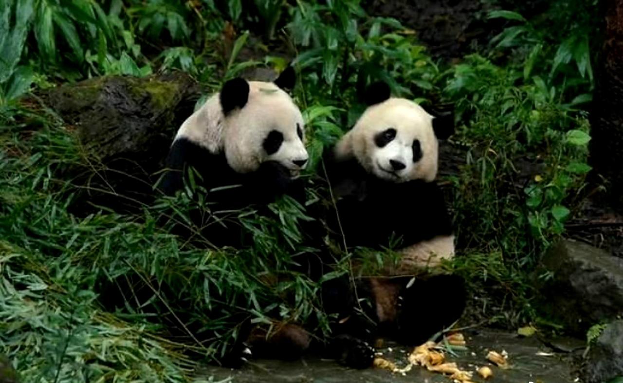 日本议员倡议从台湾引入大熊猫。
台媒声称，台北动物园的熊猫是台湾用野山羊和梅花鹿