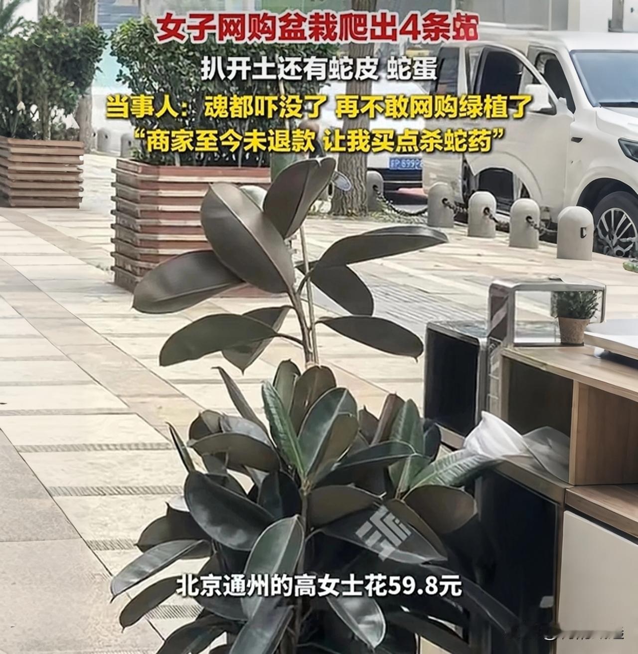 59.8元买盆栽，竟附赠“4条活蛇+一窝蛇蛋”！北京女子这波网购，亏大了！

北