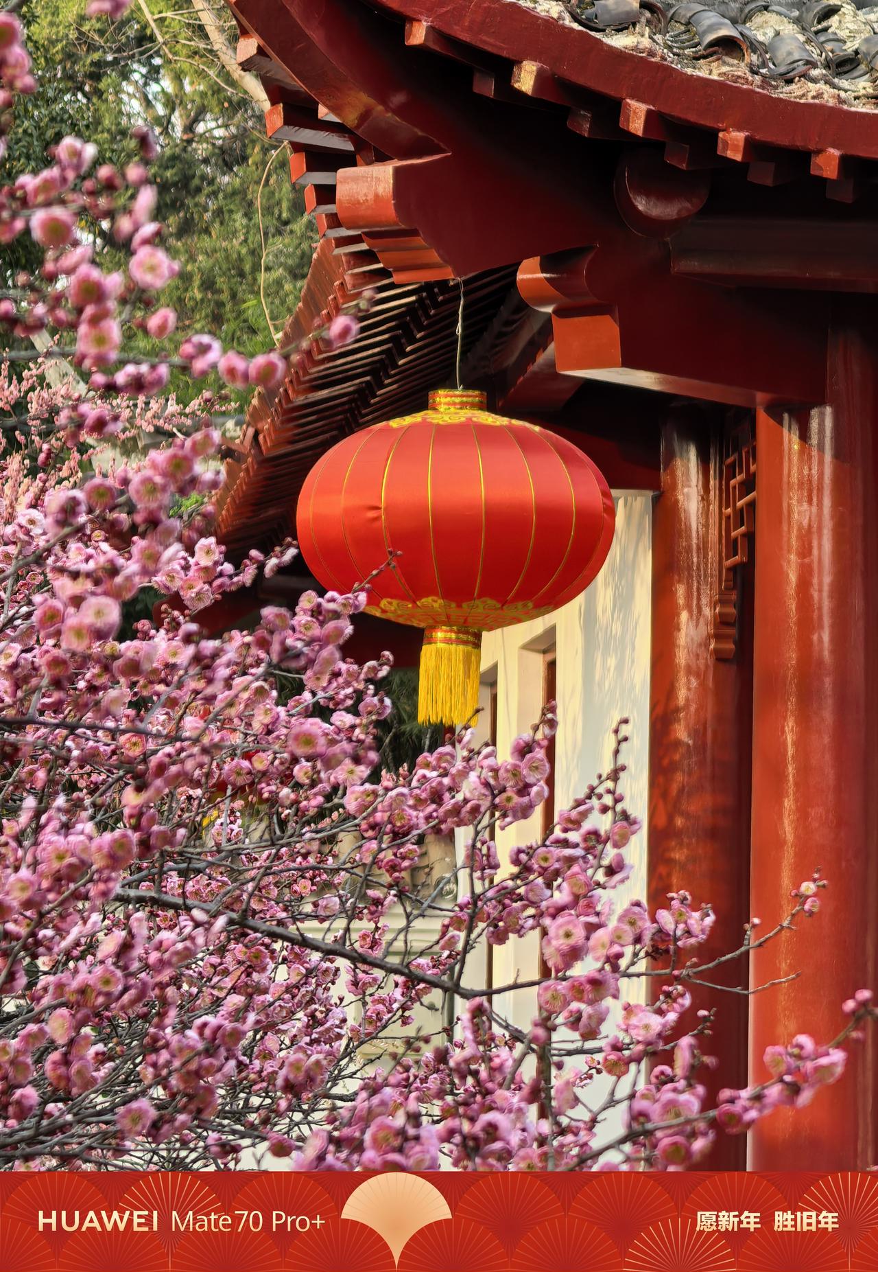 梅花盛开，红灯笼挂，新年吉祥！怒放的梅花树 手机随拍花朵 梅花绽放瞬间有多美