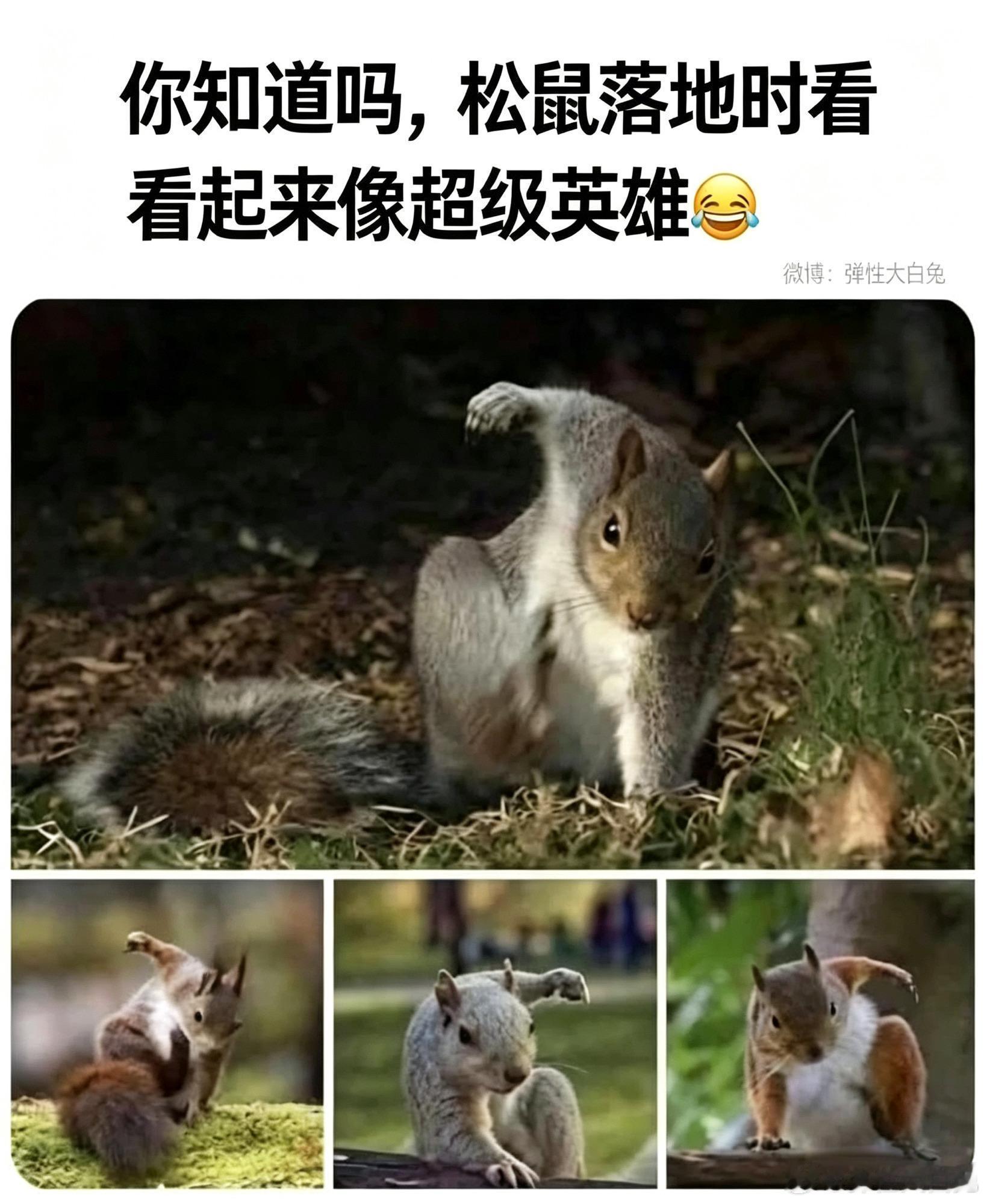 松鼠落地 ​​​
