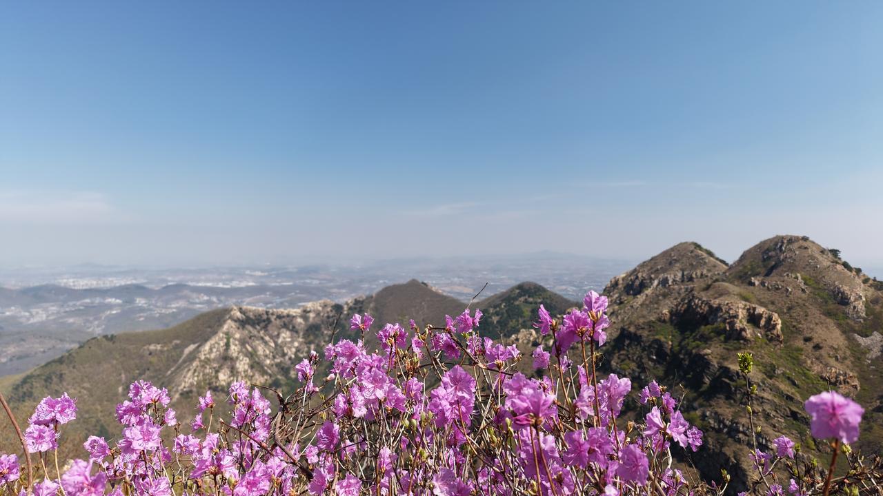 大黑山杜鹃花海即将迎来颜值巅峰！
家人们，大黑山的杜鹃花海马上就要进入全盛开状态