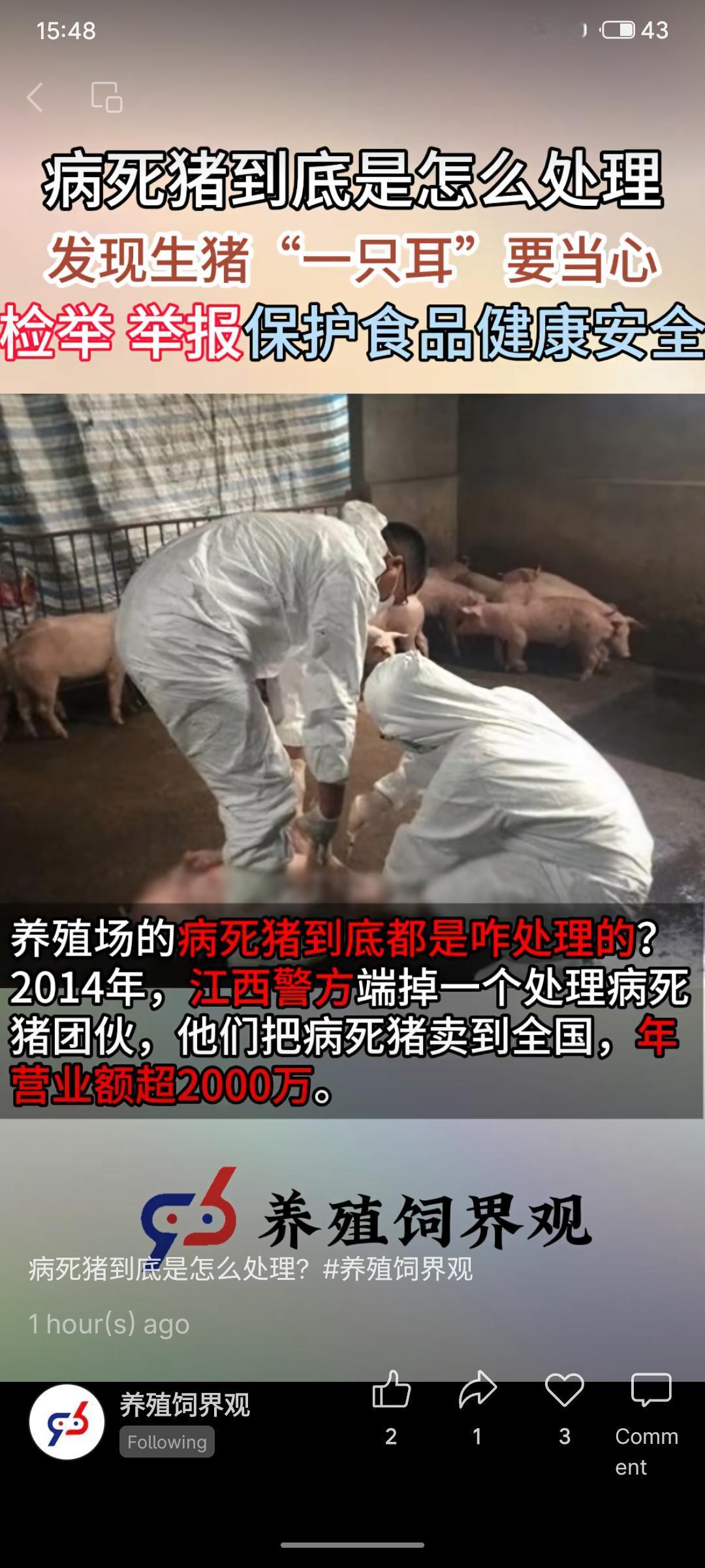 养殖场联系保险理赔并割耳标记，病死猪无法进入屠宰场，最终经深坑填埋消毒作无害化处