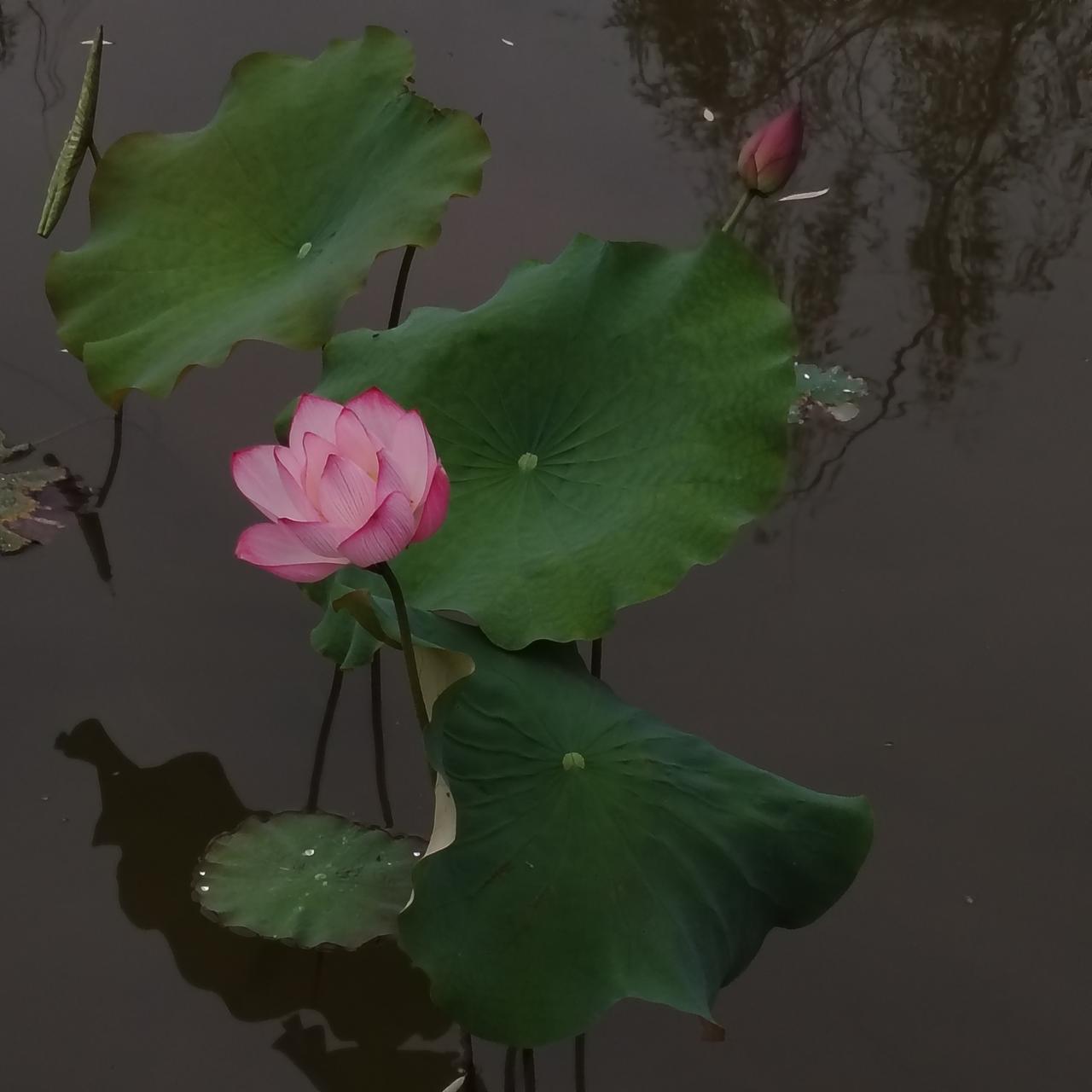 乐城公园人工湖里的荷花🪷