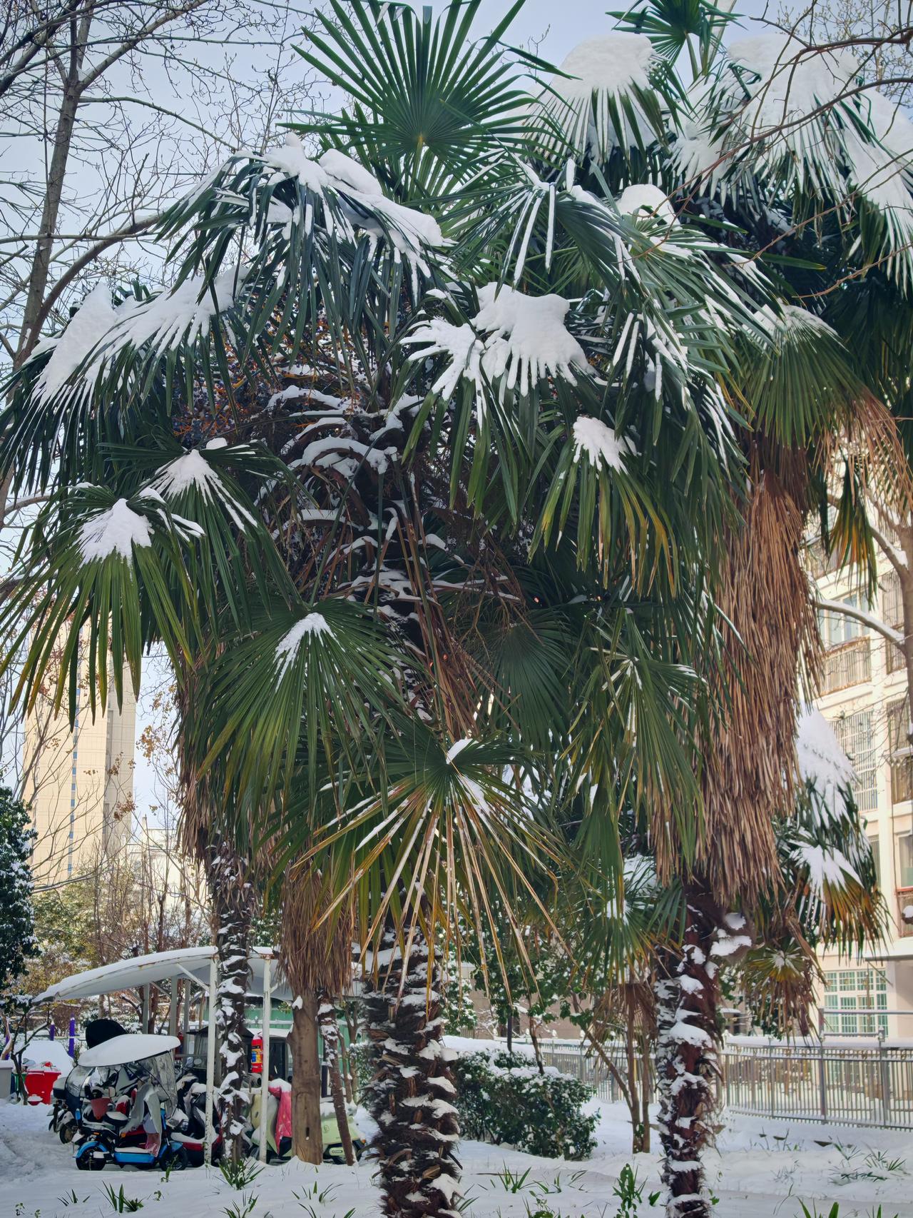 大雪迎新年夏天吃白馍