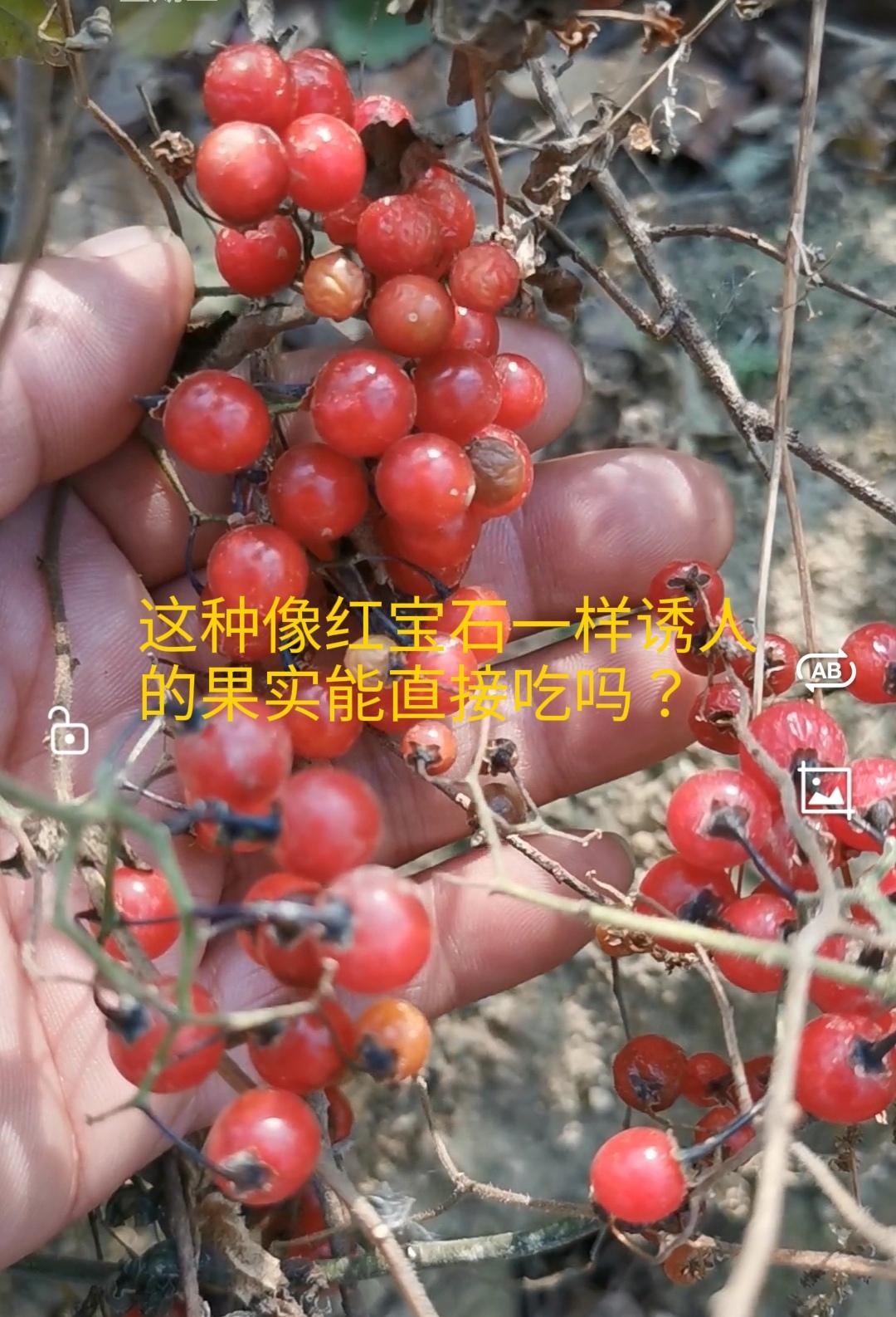 红宝石一般的白英果能直接吃吗？
——不建议直接食用白英果实。
 
白英是一种传统