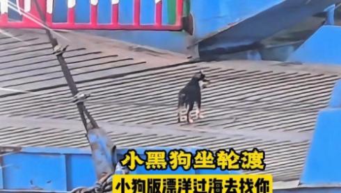 天下之大无奇不有！湖北荆州，一只小黑狗，为了能天天和长江对岸的“好哥们”相聚，竟