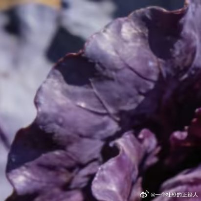 微公益种植🥬 菜园里的紫色宝石|紫甘蓝如果在考虑在菜园里种什么菜，请一定给紫甘