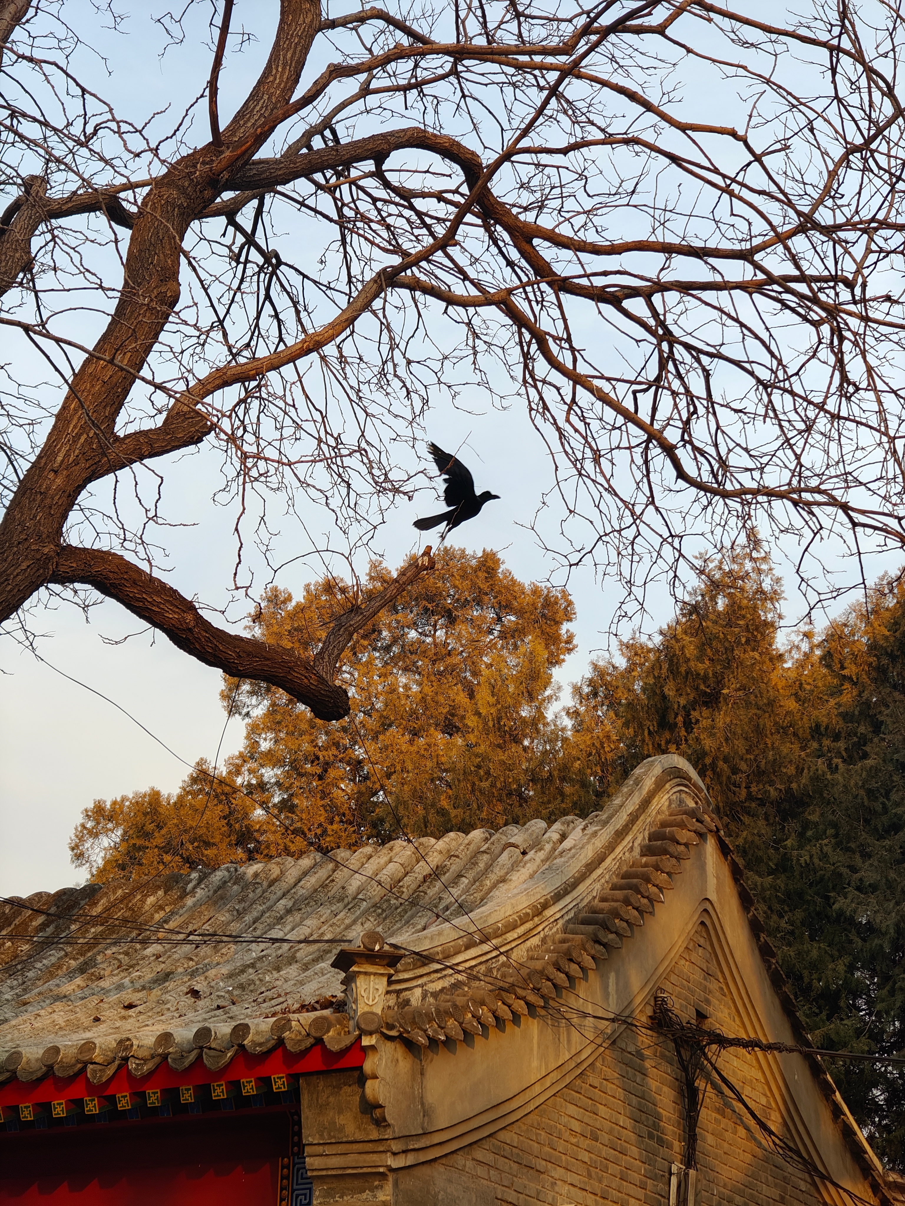[给你小心心][奶牛猫]星期日 [猪头] 八月十七 [鲜花]9月27日🌞 开闹
