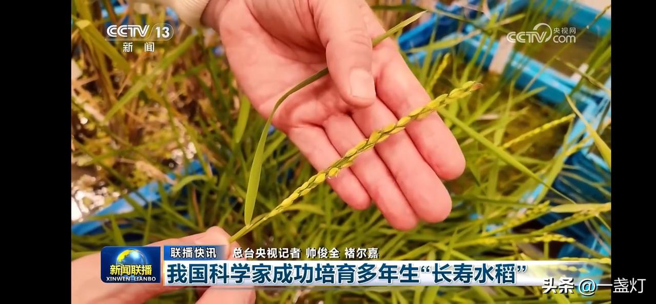 “科学家培育出‘长寿水稻’，开启农业新篇章！一次种植，多次收获。