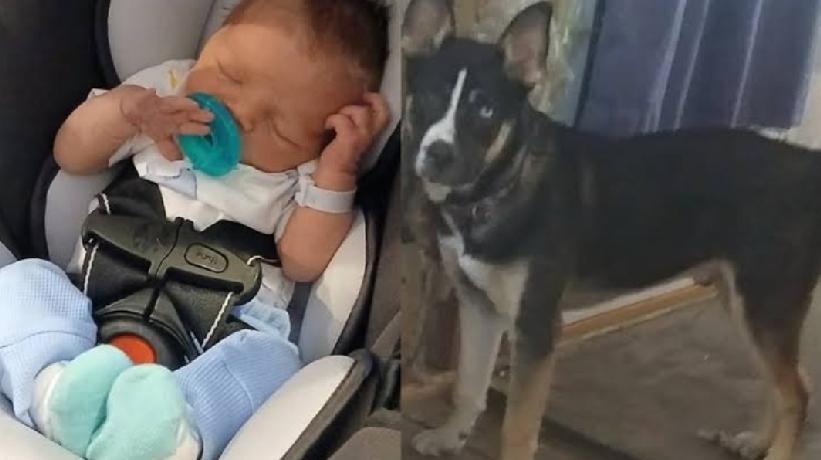 美国印第安纳州发生宠物犬咬死新生婴儿的惨剧，一名出生仅7天的男婴，遭到家中所饲养