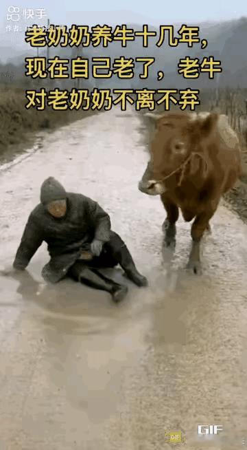 老牛跪地救主 这一幕看哭了
 
雨后村道湿滑。老奶奶脚下一滑摔在地上。挣扎好几次