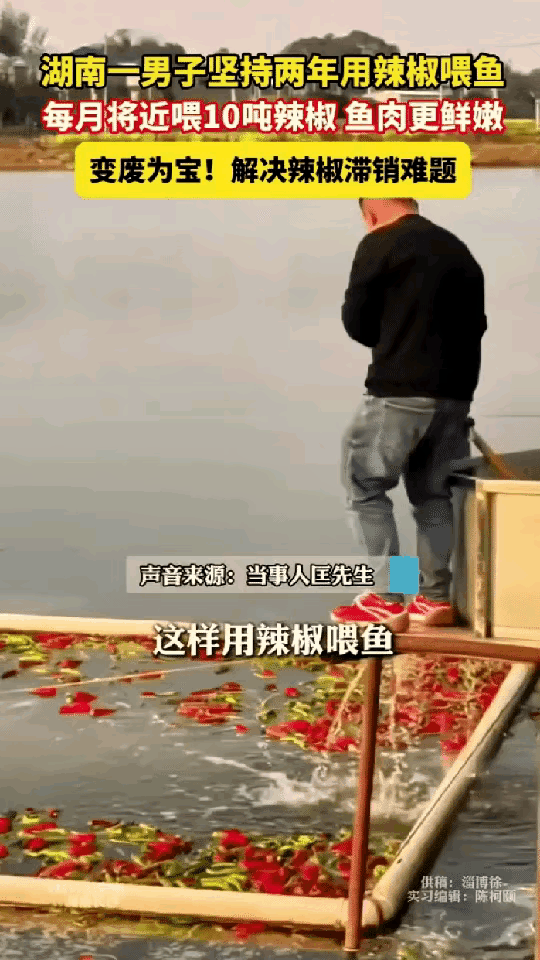 太有头脑了，湖南，一男子养鱼发现光饲料就占了大半成本，太不划算，于是他灵机一动，
