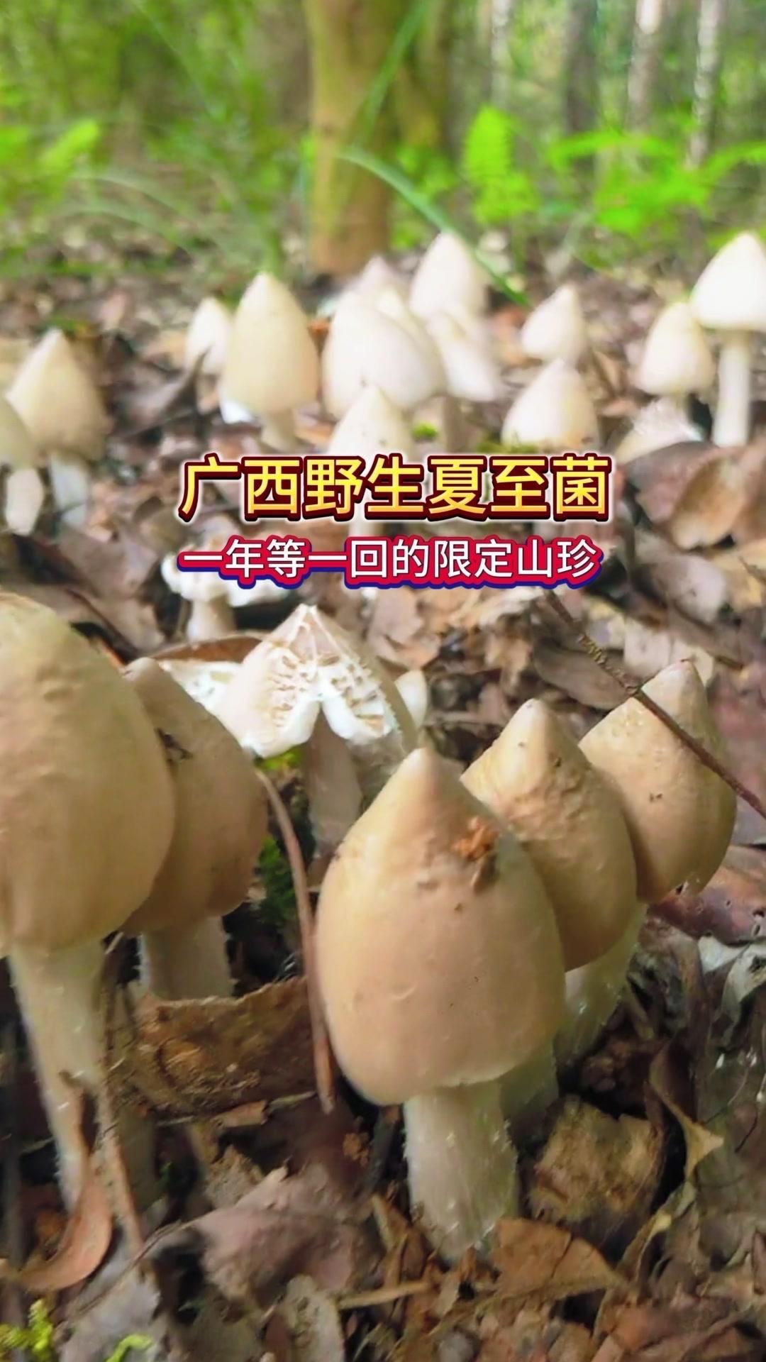 广西野生夏至菌有多绝？🍄广西野生夏至菌，只和白蚁共生，夏至前后温热雨后冒头，鲜