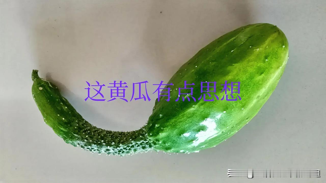 雨水多的一年，种的菜也没有吃上多少，不过挺有特点的。
请看
