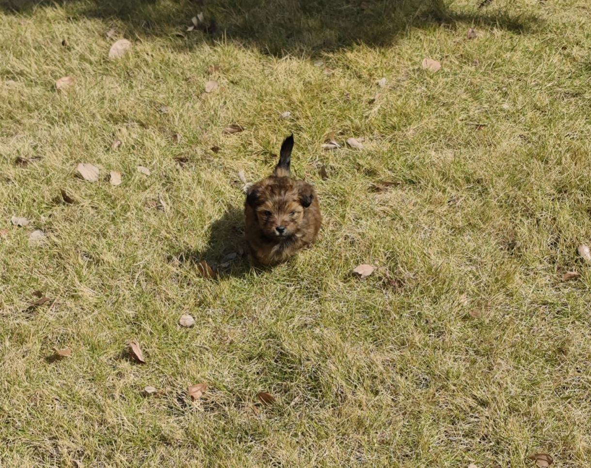 分享一张你家小狗敲可爱的照片