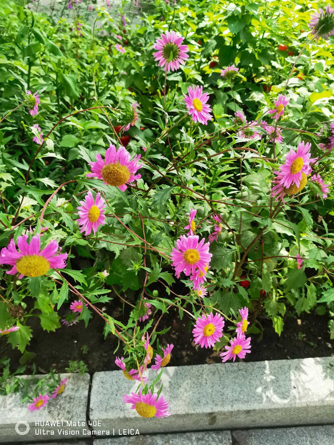 天上祥雲密佈，地上鮮花盛開。真是金秋時節最妖嬈。