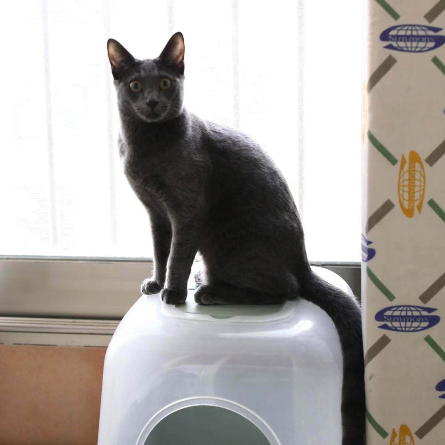希澈的猫希范去世了“我们希范变成了猫咪星星离开了。它是2006年出生的…应该活到