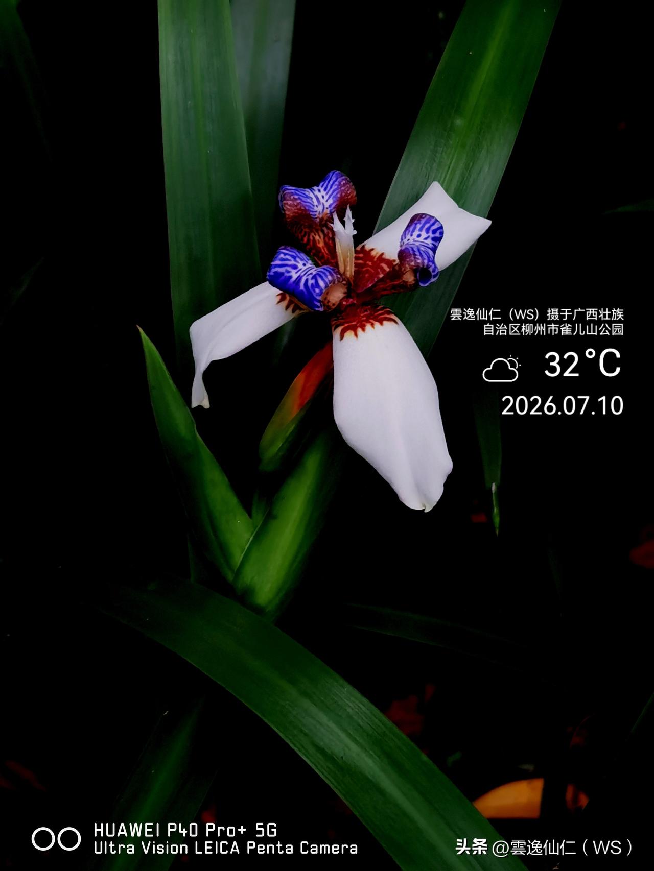 月居生活记录（10247）广西壮族自治区柳州市（285）花儿随拍27：巴西鸢尾、