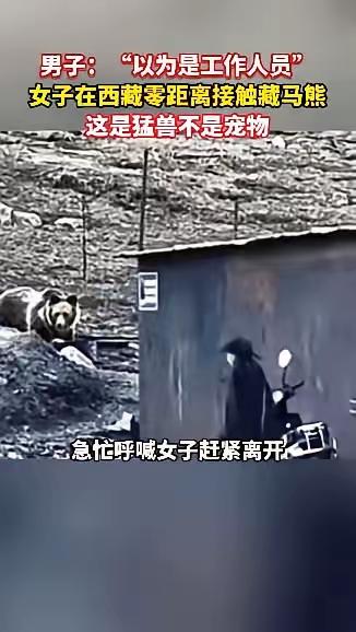真是作死！西藏一男子野外游玩，亲眼撞见奇葩一幕，一名女子居然毫无防备，近距离凑到