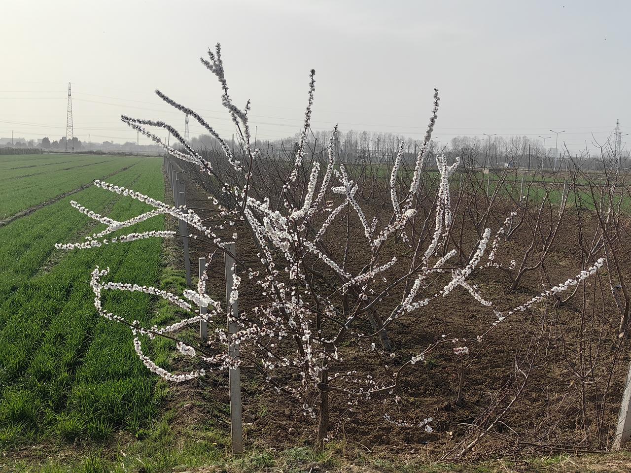 田野里，郁郁葱葱，姹紫嫣红[送自己一朵花][送自己一朵花][送自己一朵花]