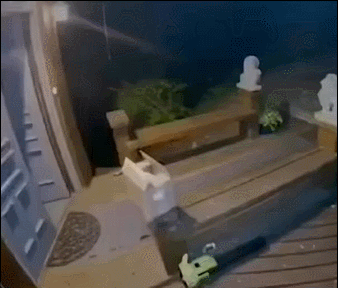 狗子一生中最紧张的时刻 ​​​
