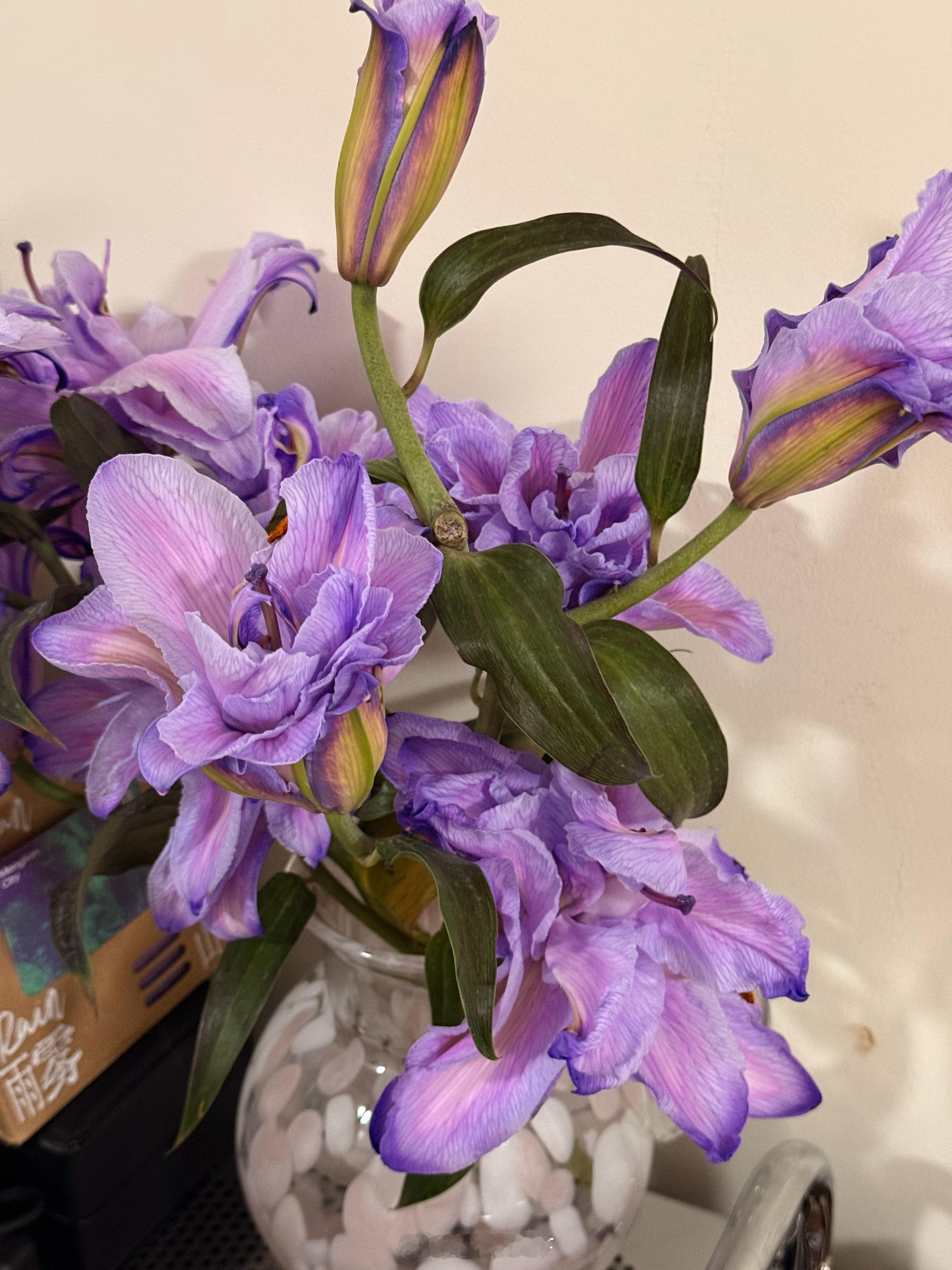 肥家了我的花花也开了～房间里香香的太治愈了开启美好周末咯