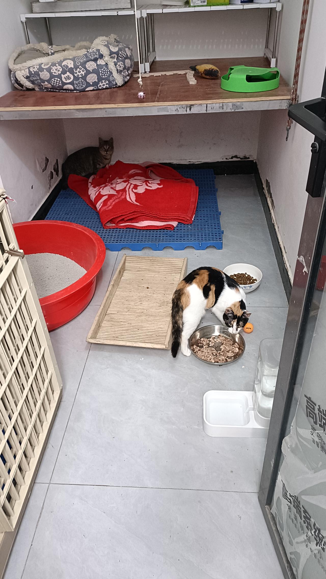 今天是绝育康复后正式散养小三花和小彩狸的日子。
天晴了，太阳高高升起，中午一点钟