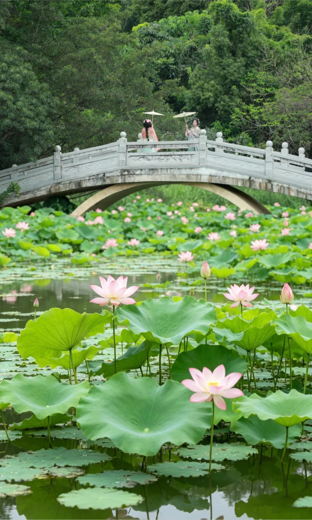 接下来的深圳，是荷花🪷味的～