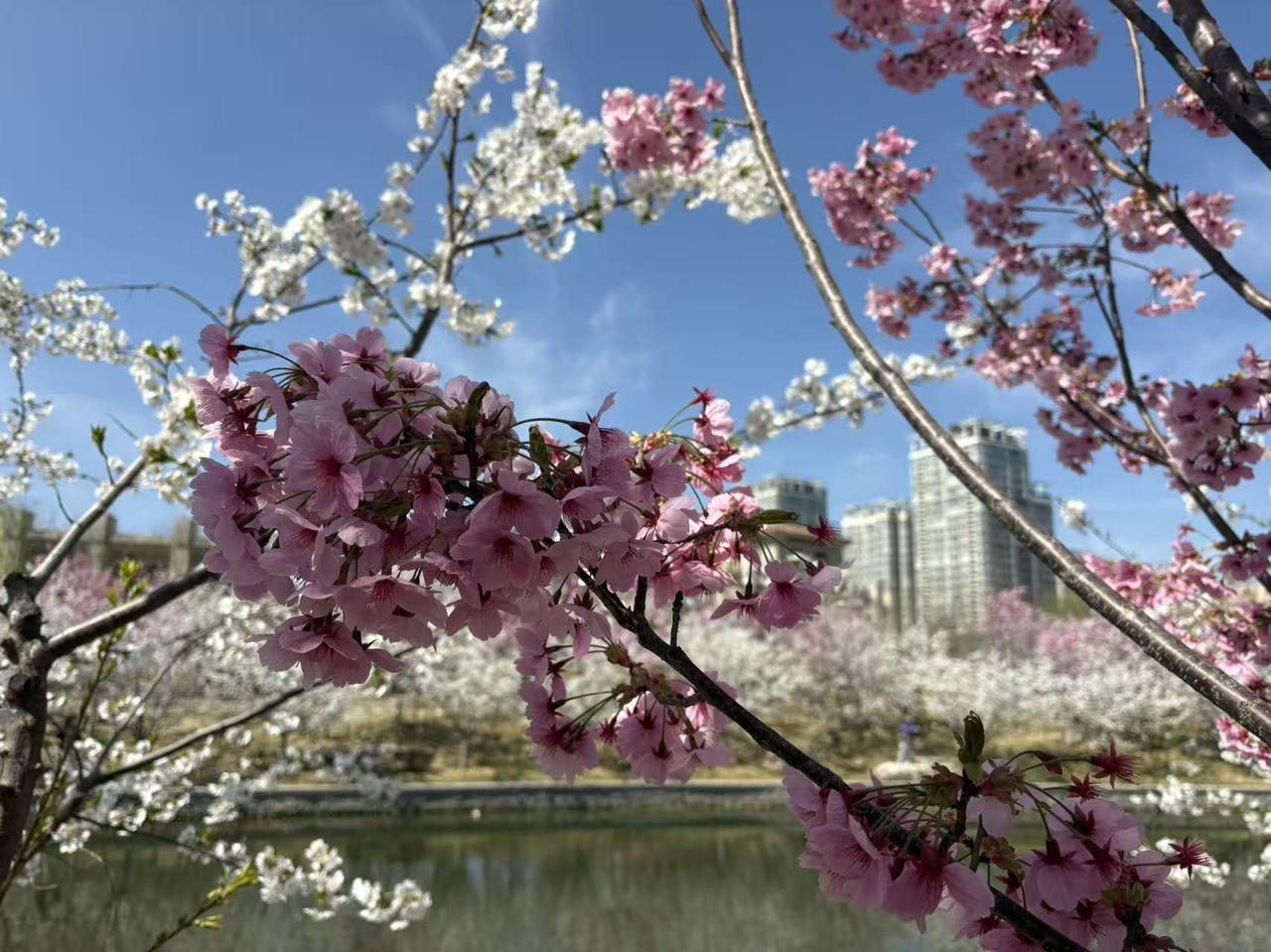 春日生活打卡季美丽的亮马河，美丽湖畔好时光