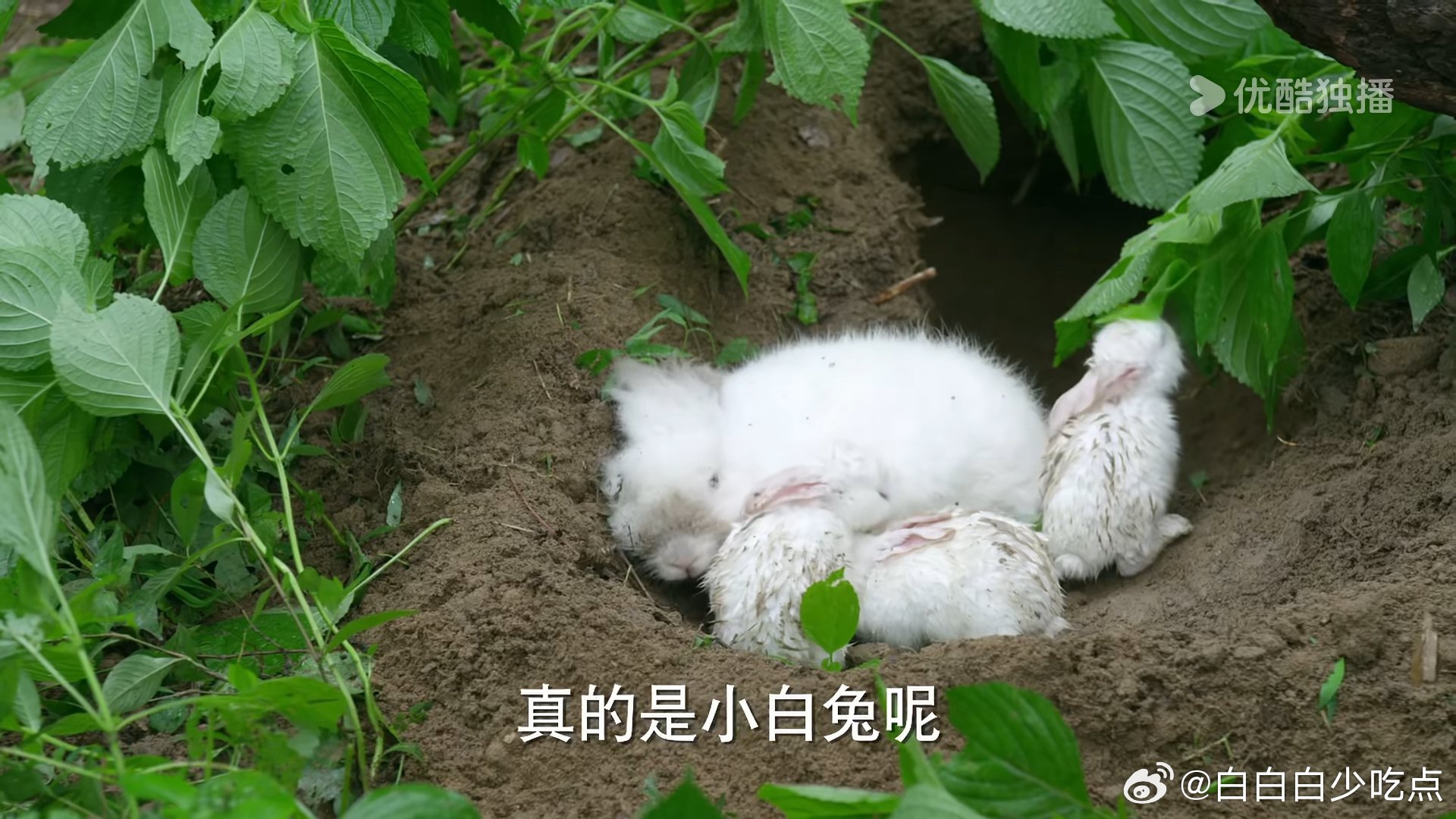 韩东君真身，好几只君儿