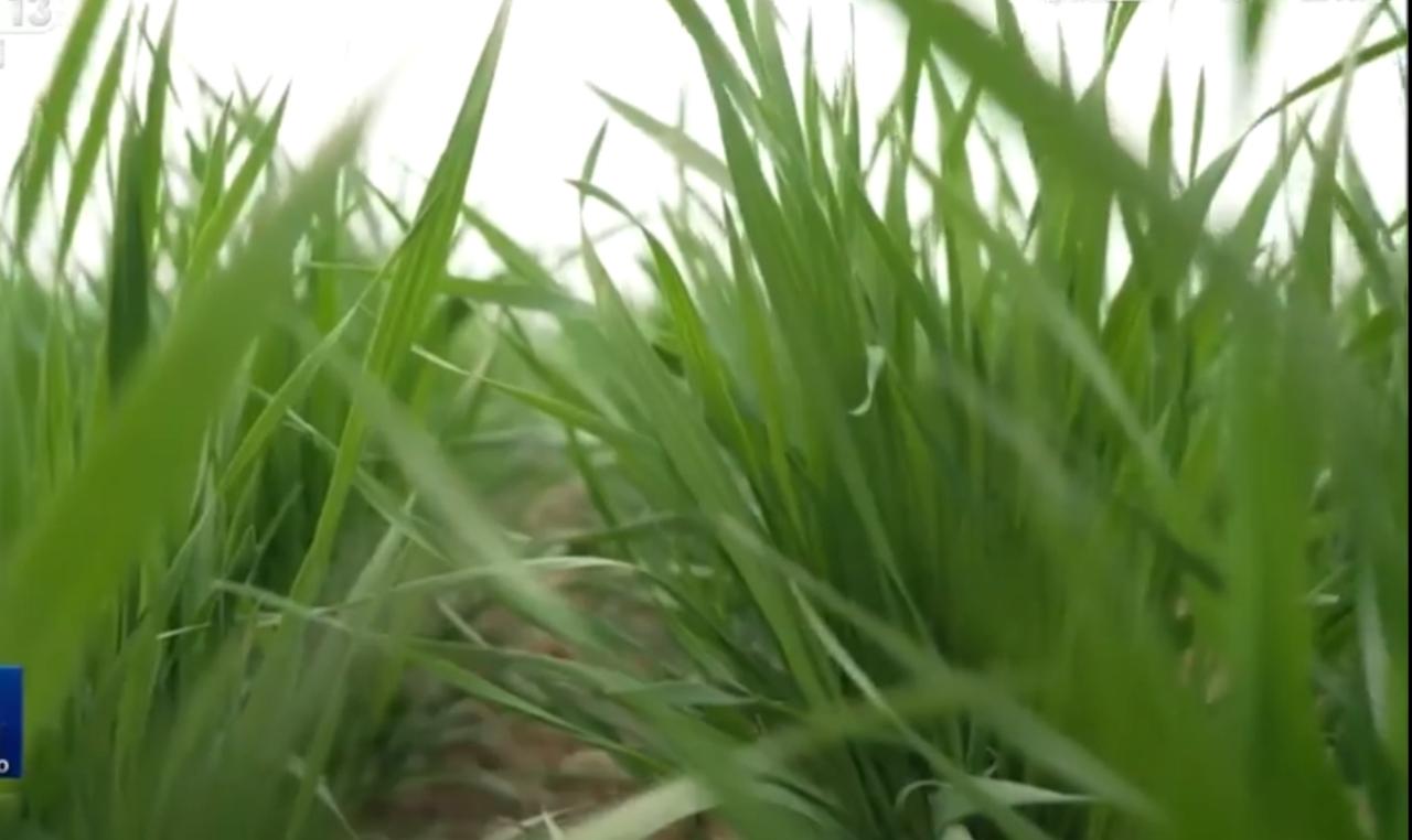 春风拂过田野，冬小麦全面进入返青拔节期。广袤麦田生机盎然，无人机穿梭作业，智能灌